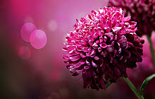 Flower Wallpapers HD Theme small promo image