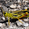 Large Banded Grasshopper;