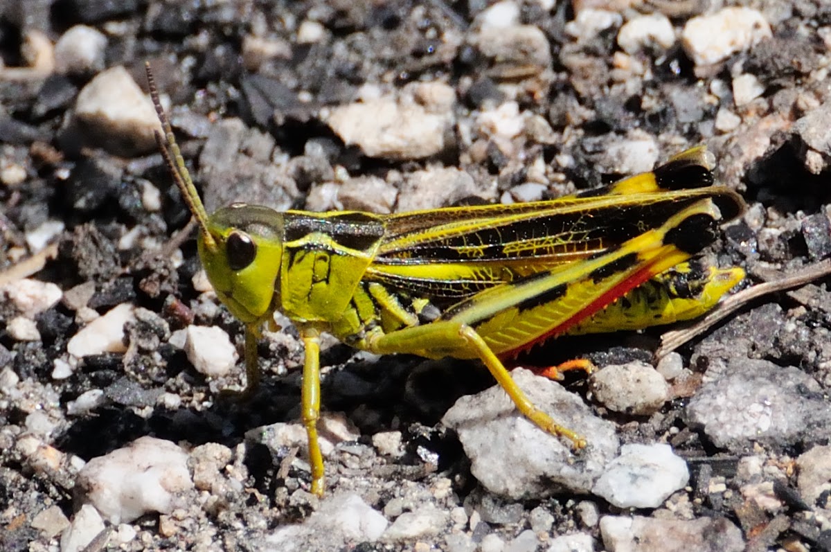 Large Banded Grasshopper;