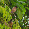 Red-vented bulbul