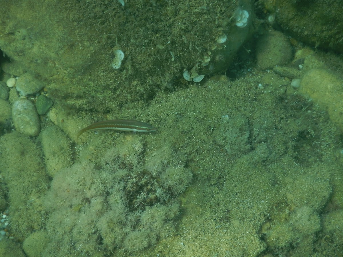 Mediterranean rainbow wrasse