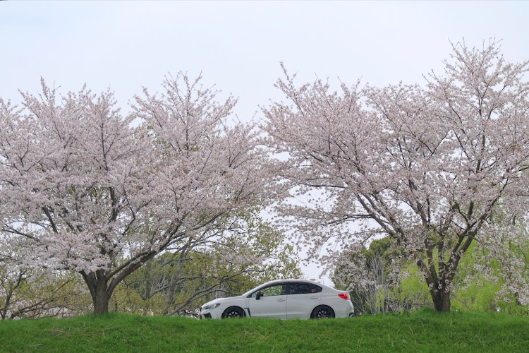 WRX S4のサクラサク🌸・桜と愛車・🌸桜散って桜また咲いて🌸・散り際の美しさに関するカスタム事例の投稿画像2枚目