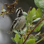 Black-throated Gray Warbler