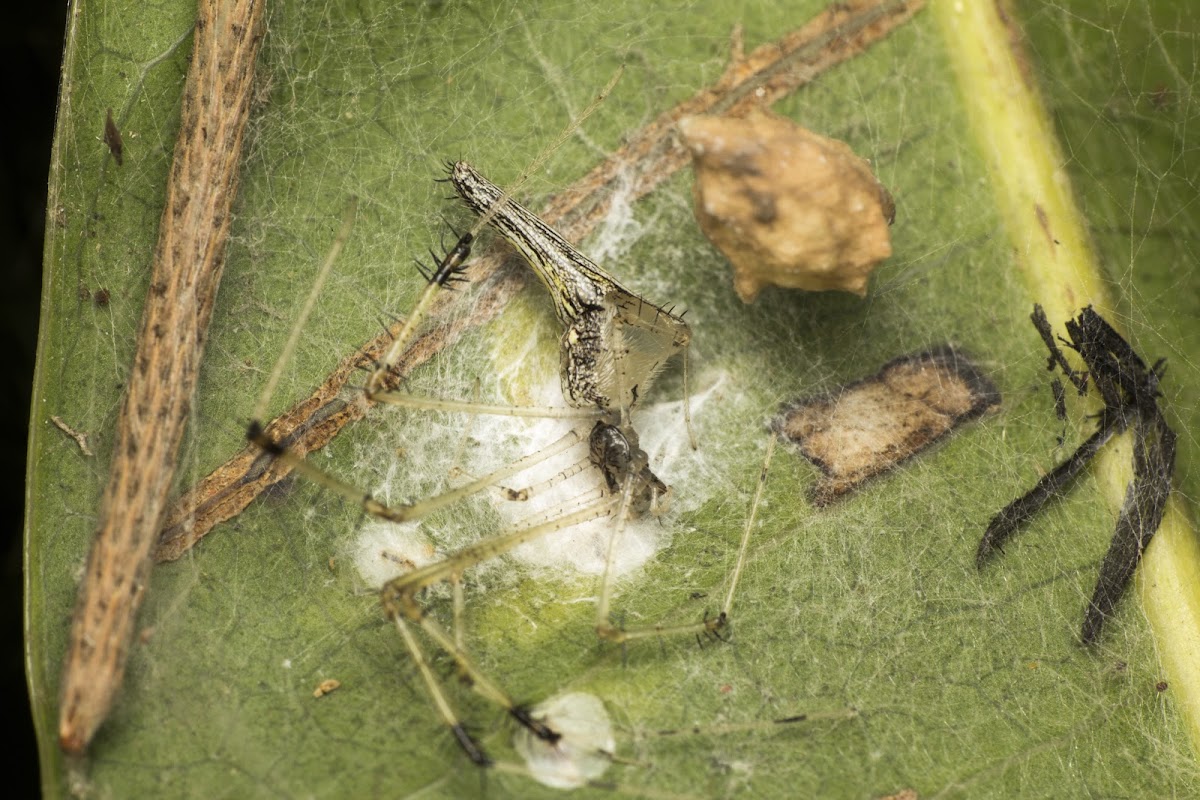 Comb-footed Spider