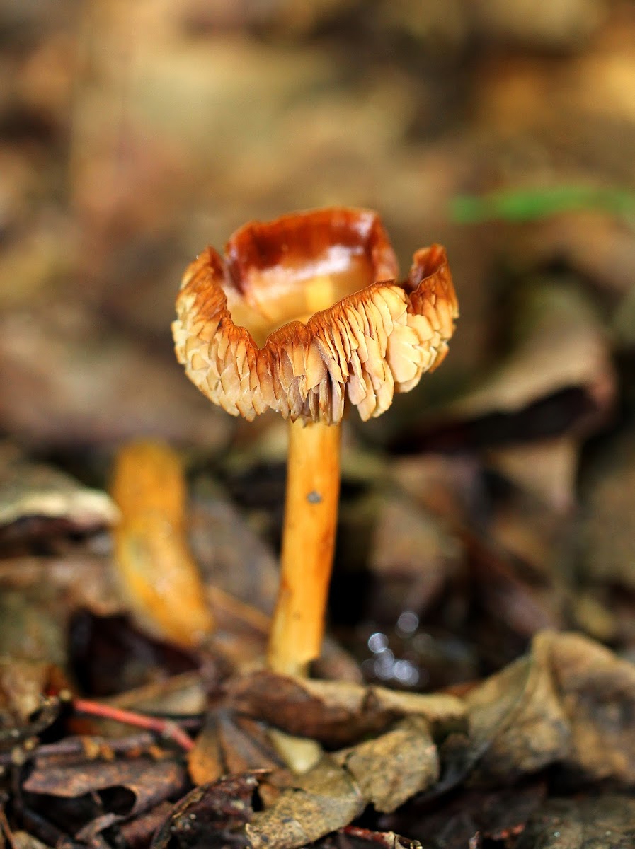 Entoloma Mushroom