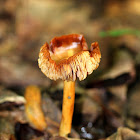 Entoloma Mushroom