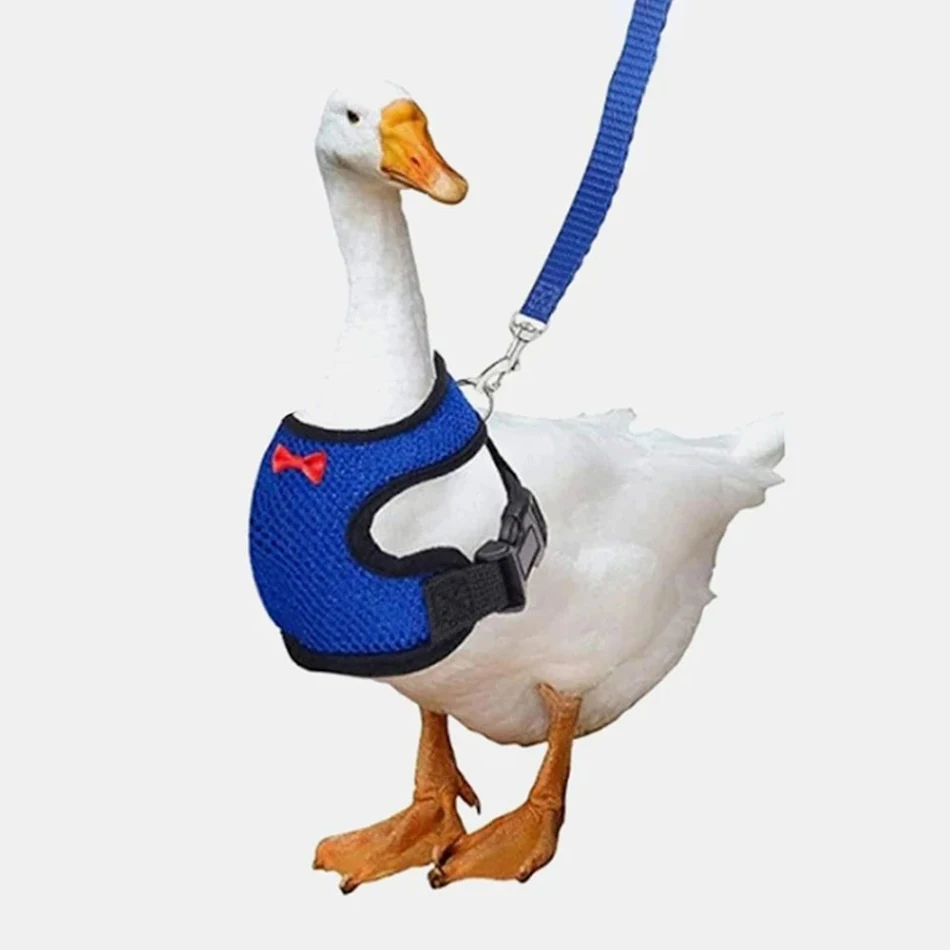 Kippenkleding, vest, harnas en bijpassende halsband. Veilige en leuke outfits voor kippen, eenden en pluimvee. Pluimvee benodigdheden.