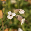 Sea Campion