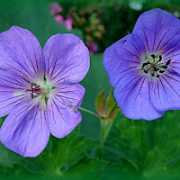 Gemelli diversi di 