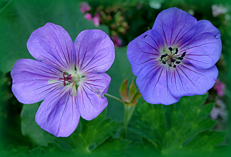 Gemelli diversi di clagia