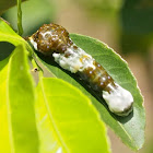 Giant Swallowtail Butterfly Caterpillar