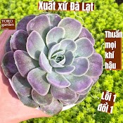 Sen Đá Lola Tím Đà Lạt Size Trung Bình Cây Cảnh Trang Trí Nhà Cửa Toro Garden