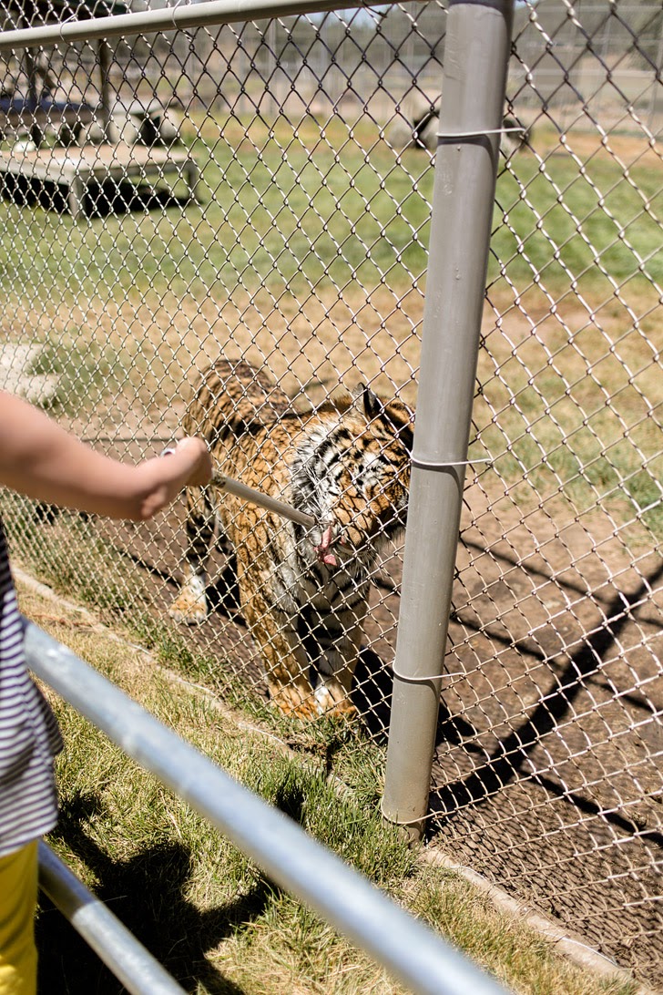 Tiger Rescue - Lions Tigers and Bears Alpine CA.