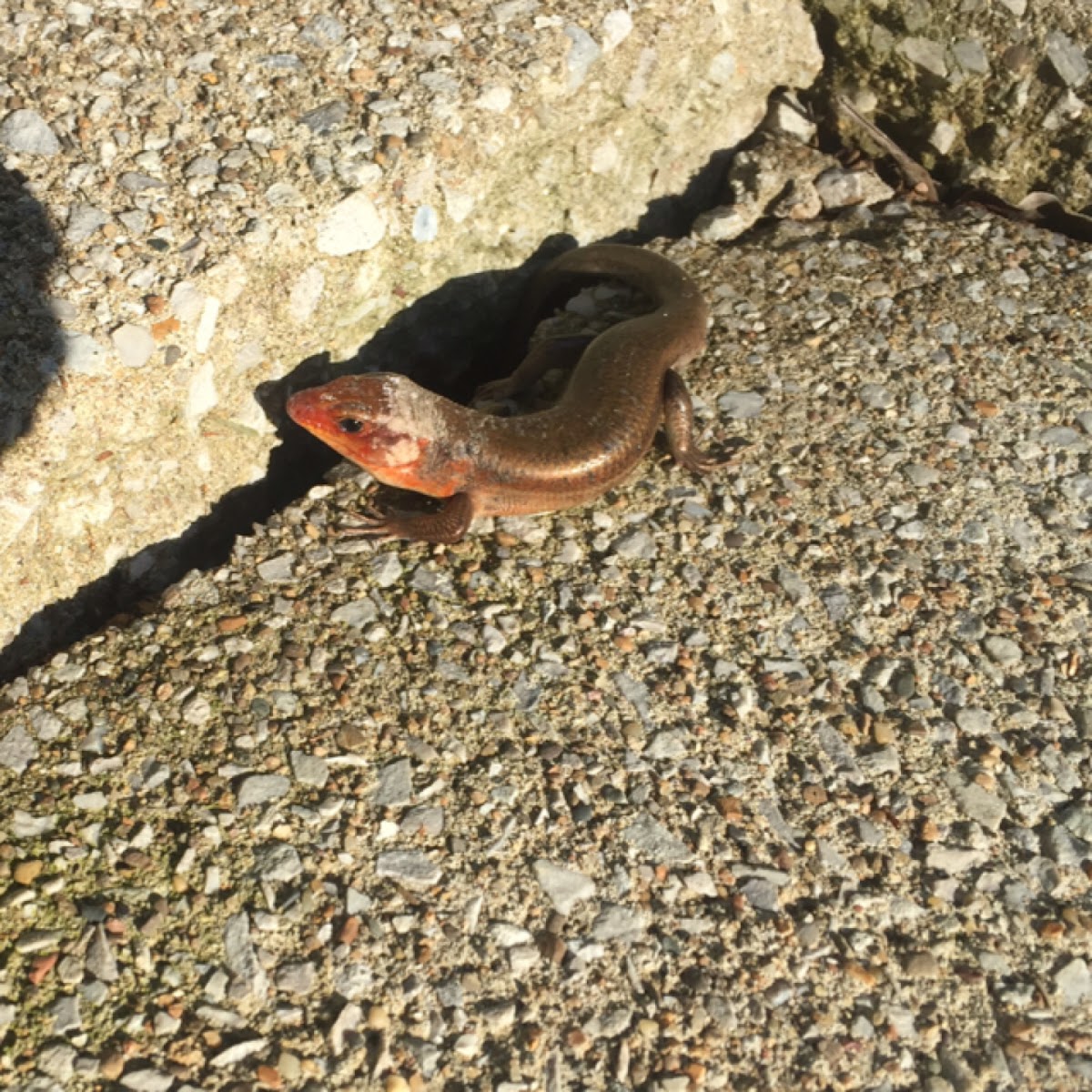 Broadhead Skink