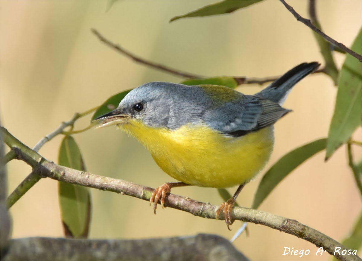 Tropical Parula