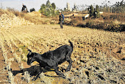 Foot and mouth disease affects cattle, pigs, sheep, goats and other cloven-hoofed animals including wildlife. Signs of the disease may include depressed animals, sores in the mouths causing reluctance to eat and lameness. Any suspected case of the disease in animals must be reported to the local state veterinarian immediately. 