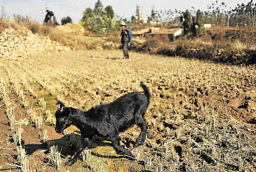 Foot and mouth disease affects cattle, pigs, sheep, goats and other cloven-hoofed animals including wildlife. Signs of the disease may include depressed animals, sores in the mouths causing reluctance to eat and lameness. Any suspected case of the disease in animals must be reported to the local state veterinarian immediately.