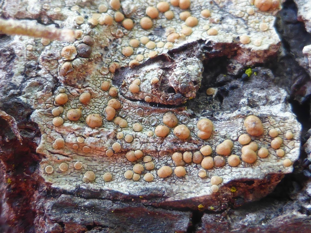 Rim Lichen