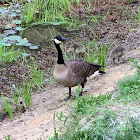 Canadian Goose