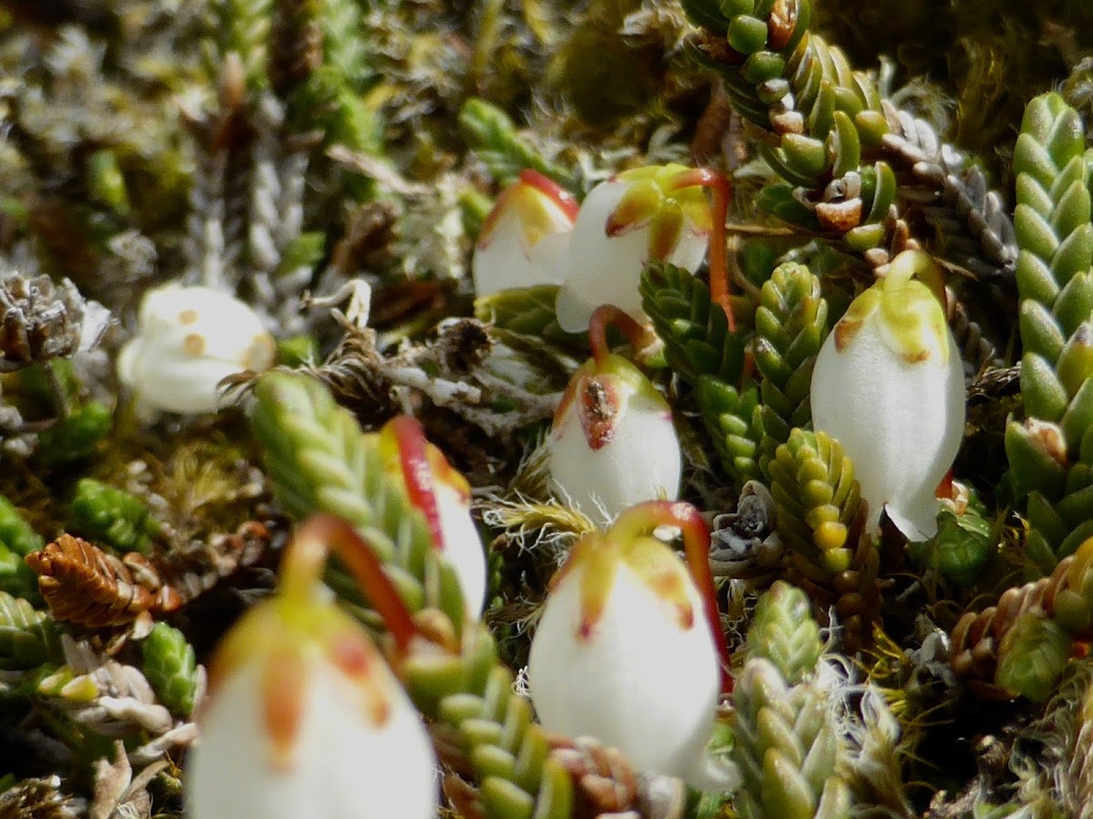 Clubmoss Mountain Heather