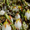 Clubmoss Mountain Heather