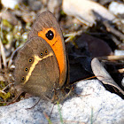 Spanish Gatekeeper; Lobito listado