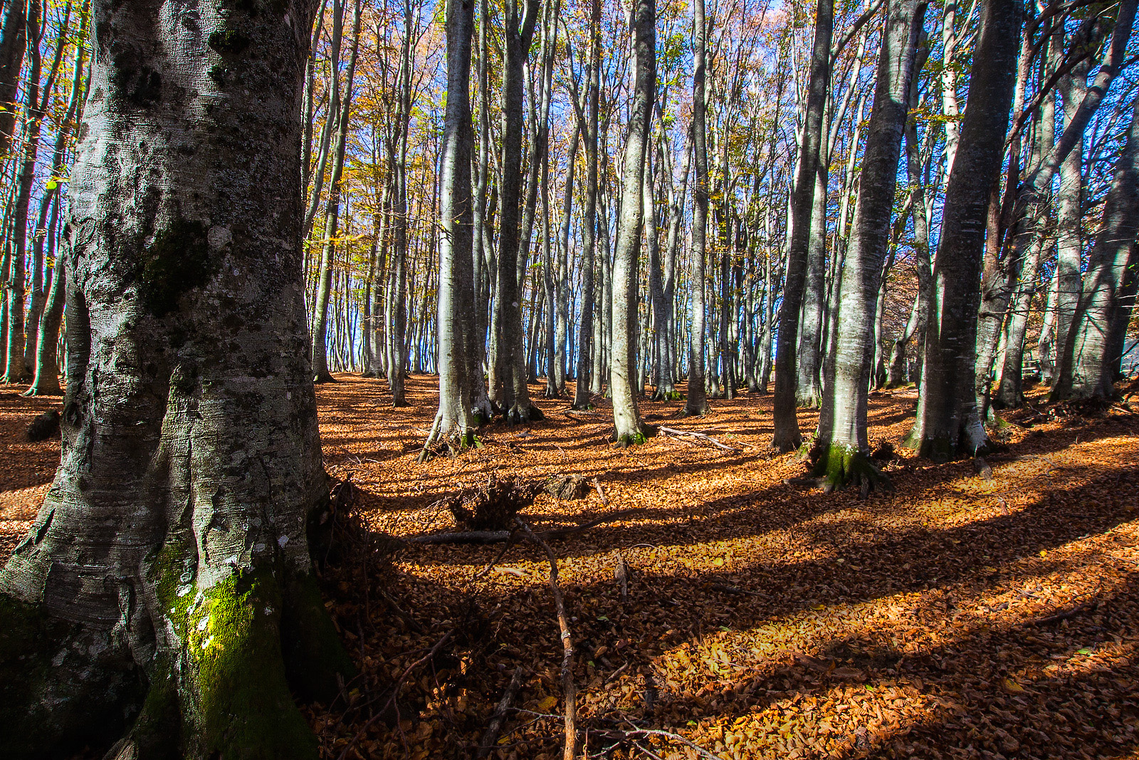 Camminando nel bosco di Franz78