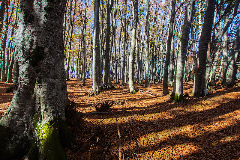 Camminando nel bosco di Franz78