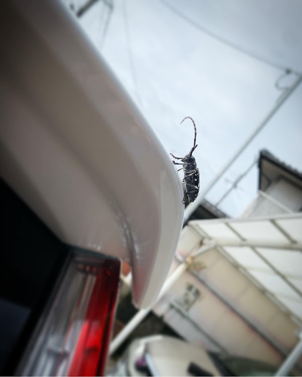 CR-Vの洗車・DIY・ドライブ・虫ついてるに関するカスタム事例の投稿画像1枚目