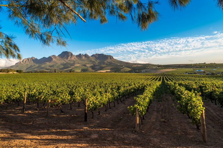 Cape Winelands, South Africa.