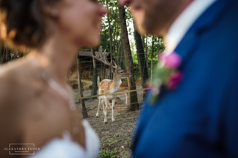 Fotógrafo de casamento Alexandra Fehér (alexandrafeher). Foto de 22 de outubro 2018