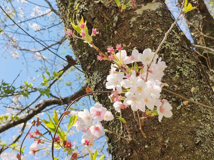 Serinaさんが投稿した桜・NISMO・ノートニスモ・ドライブ・86に関するカスタム事例の投稿画像3枚目