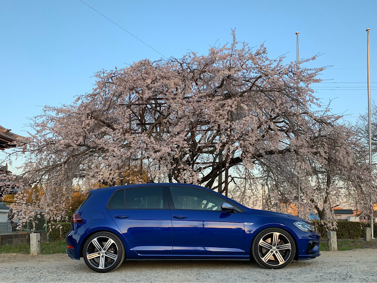 ゴルフ Rの桜と愛車に関するカスタム事例の投稿画像3枚目