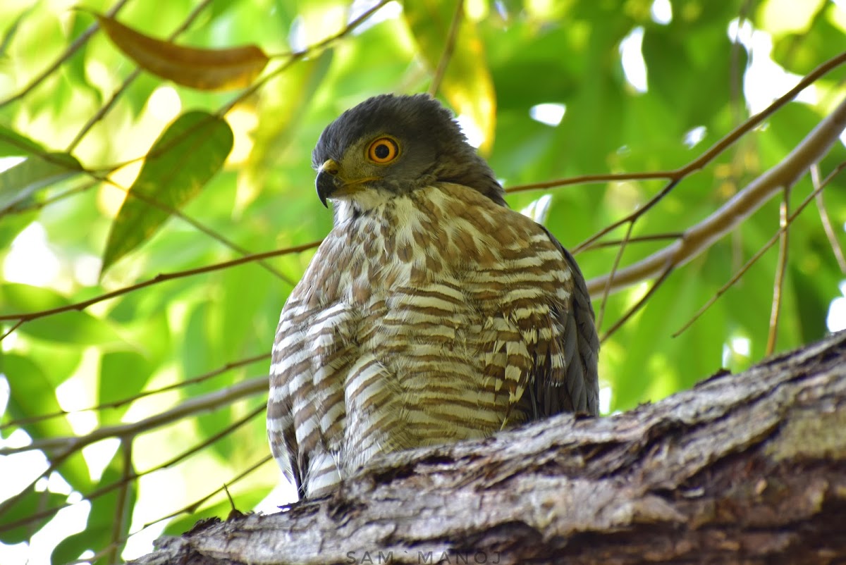 Crested GosHawk (कल्की बेसरा)