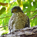 Crested GosHawk (कल्की बेसरा)