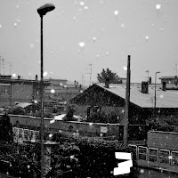 snowy suburbs di 