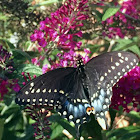 Black Swallowtail