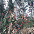 Prickly Wild Rose