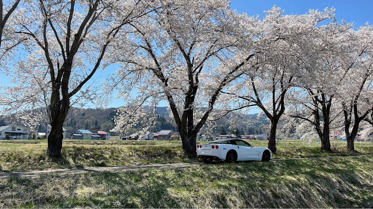 コルベット クーペのアメ車・桜とコラボ・オープンの季節に関するカスタム事例の投稿画像6枚目