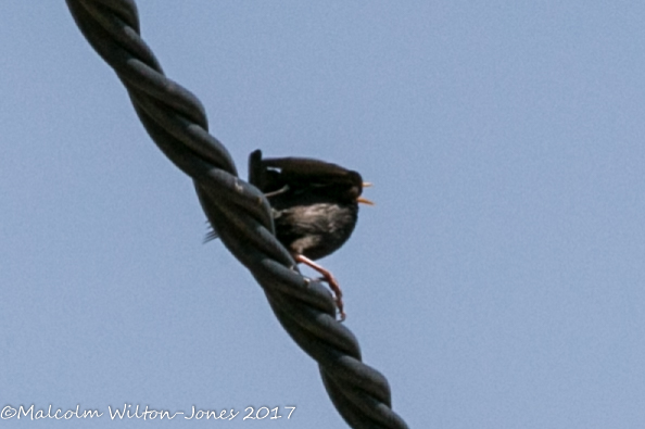 Spotless Starling; Estornino Negro