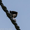 Spotless Starling; Estornino Negro