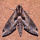 Satellite Sphinx Moth