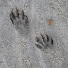 Raccoon paws