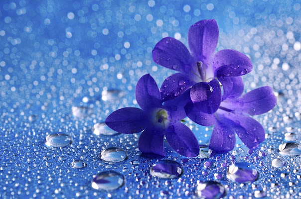 Blue flowers... di Licia Piazza