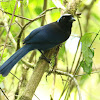 Azure-hooded Jay