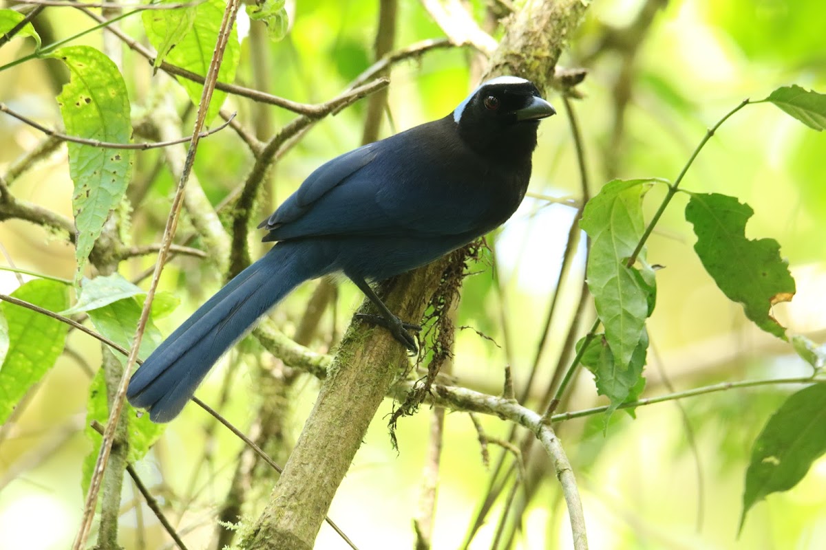 Azure-hooded Jay