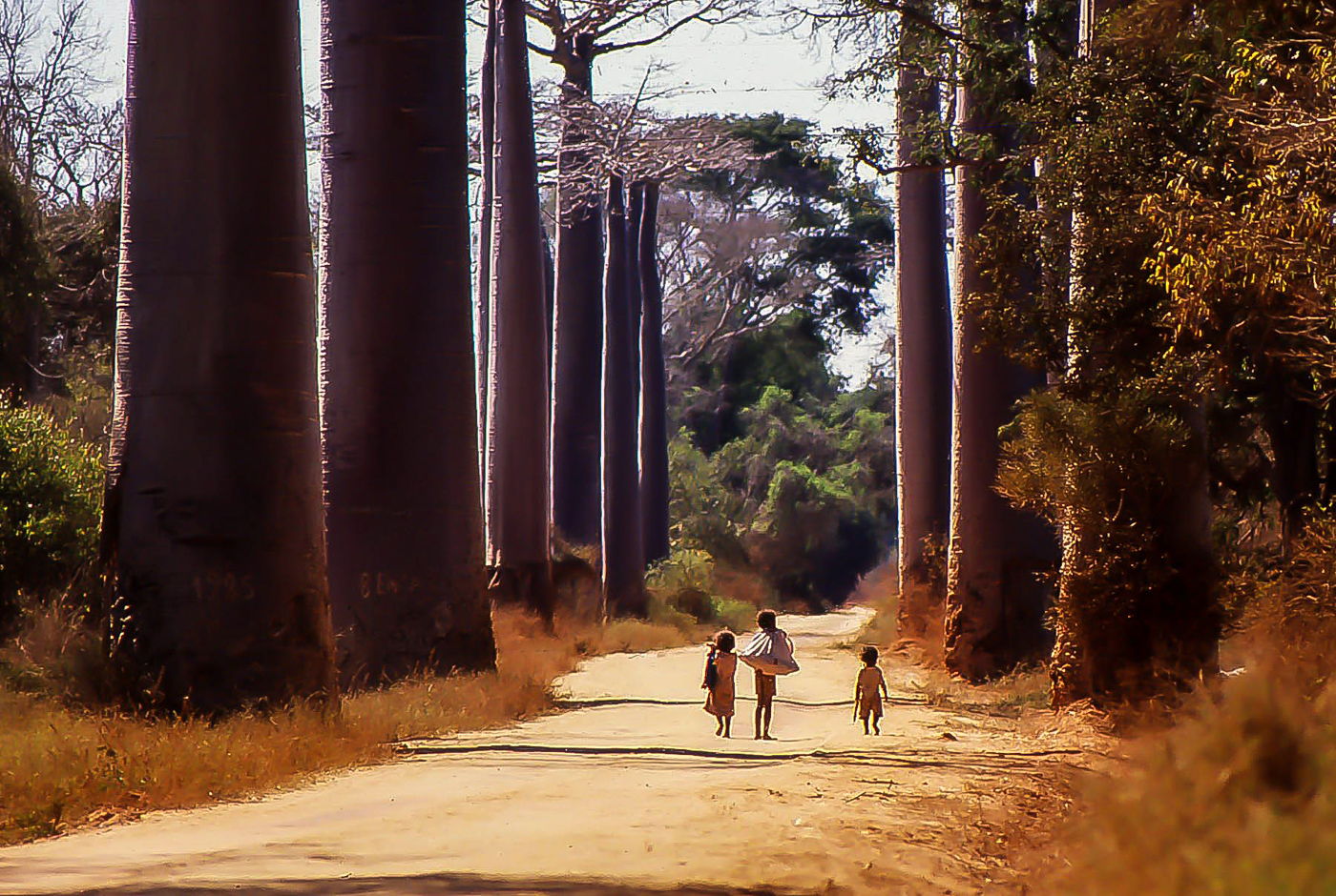 Baobab's dream di sarre 49