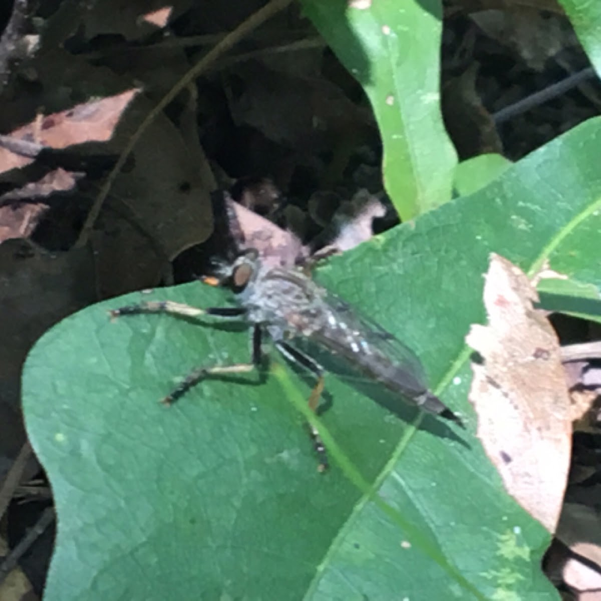 Robber fly/assassin fly