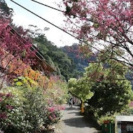 獅潭名產 仙山仙草