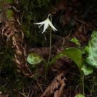 Avalanche lily